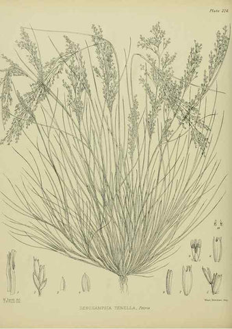 Reproducción/Reproduction 23319442304: Illustrations of the New Zealand flora /. Wellington :John Mackay, Govt. Printer,1914.