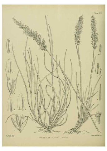 Reproducción/Reproduction 23947656465: Illustrations of the New Zealand flora /. Wellington :John Mackay, Govt. Printer,1914.