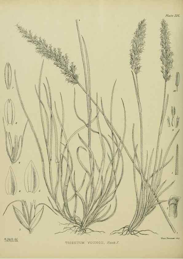 Reproducción/Reproduction 23947656465: Illustrations of the New Zealand flora /. Wellington :John Mackay, Govt. Printer,1914.