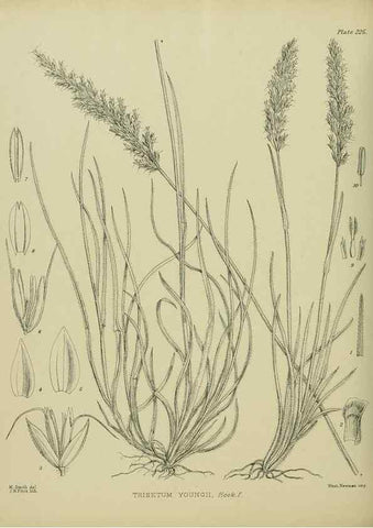 Reproducción/Reproduction 23947656465: Illustrations of the New Zealand flora /. Wellington :John Mackay, Govt. Printer,1914.