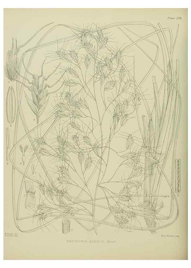 Reproducción/Reproduction 23319446624: Illustrations of the New Zealand flora /. Wellington :John Mackay, Govt. Printer,1914.