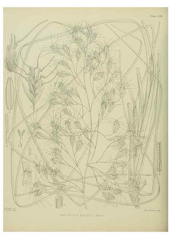 Reproducción/Reproduction 23319446624: Illustrations of the New Zealand flora /. Wellington :John Mackay, Govt. Printer,1914.