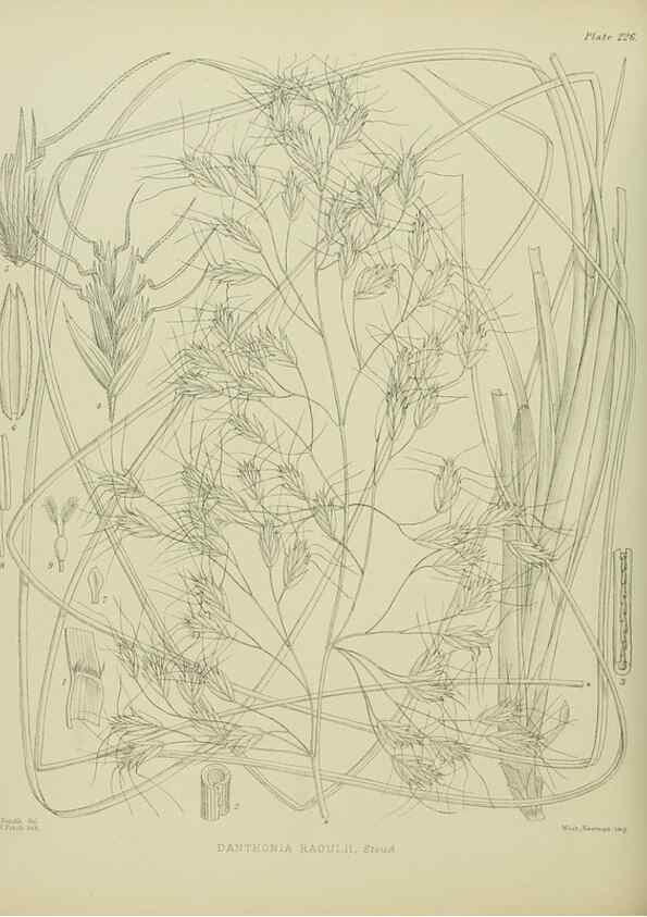 Reproducción/Reproduction 23319446624: Illustrations of the New Zealand flora /. Wellington :John Mackay, Govt. Printer,1914.
