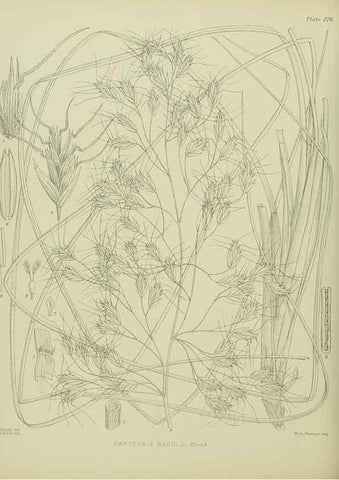 Reproducción/Reproduction 23319446624: Illustrations of the New Zealand flora /. Wellington :John Mackay, Govt. Printer,1914.