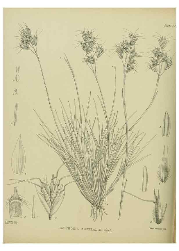 Reproducción/Reproduction 23865171821: Illustrations of the New Zealand flora /. Wellington :John Mackay, Govt. Printer,1914.