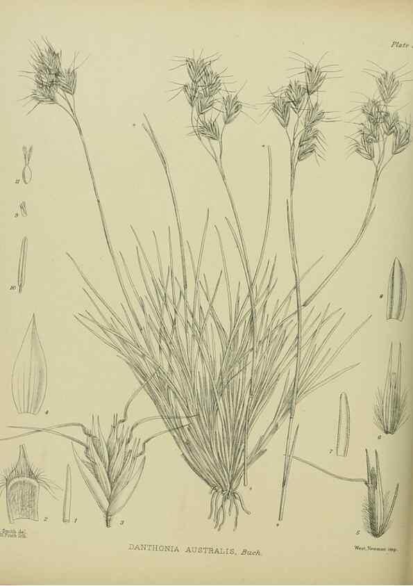 Reproducción/Reproduction 23865171821: Illustrations of the New Zealand flora /. Wellington :John Mackay, Govt. Printer,1914.