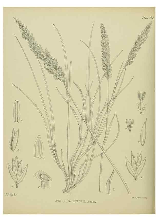 Reproducción/Reproduction 23839422182: Illustrations of the New Zealand flora /. Wellington :John Mackay, Govt. Printer,1914.