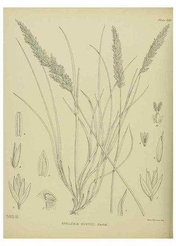 Reproducción/Reproduction 23839422182: Illustrations of the New Zealand flora /. Wellington :John Mackay, Govt. Printer,1914.