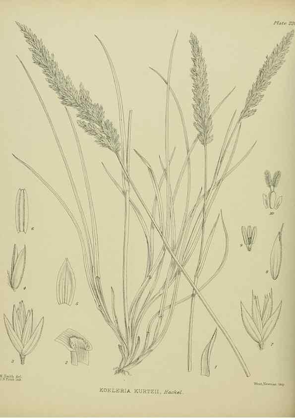 Reproducción/Reproduction 23839422182: Illustrations of the New Zealand flora /. Wellington :John Mackay, Govt. Printer,1914.