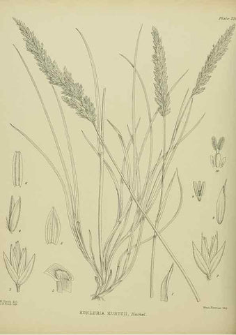 Reproducción/Reproduction 23839422182: Illustrations of the New Zealand flora /. Wellington :John Mackay, Govt. Printer,1914.