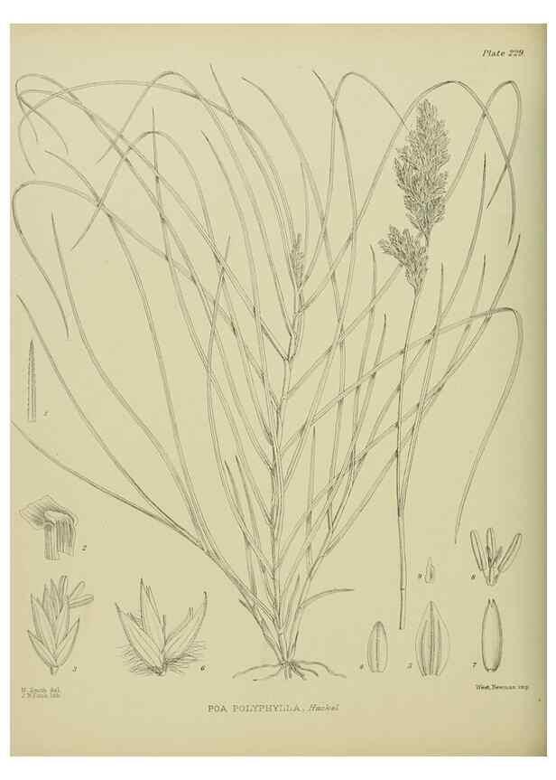 Reproducción/Reproduction 23579815949: Illustrations of the New Zealand flora /. Wellington :John Mackay, Govt. Printer,1914.