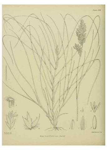Reproducción/Reproduction 23579815949: Illustrations of the New Zealand flora /. Wellington :John Mackay, Govt. Printer,1914.
