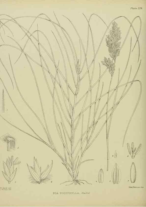 Reproducción/Reproduction 23579815949: Illustrations of the New Zealand flora /. Wellington :John Mackay, Govt. Printer,1914.