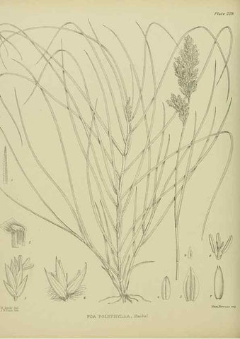 Reproducción/Reproduction 23579815949: Illustrations of the New Zealand flora /. Wellington :John Mackay, Govt. Printer,1914.