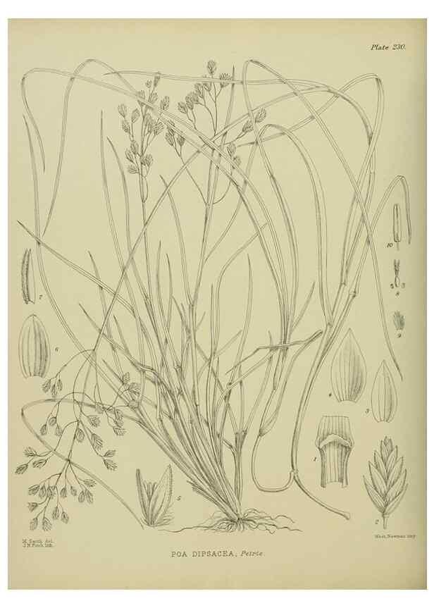 Reproducción/Reproduction 23652025030: Illustrations of the New Zealand flora /. Wellington :John Mackay, Govt. Printer,1914.