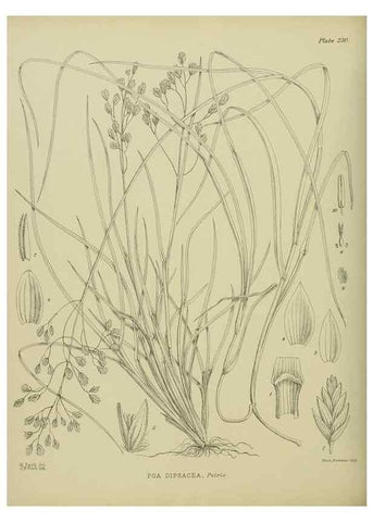 Reproducción/Reproduction 23652025030: Illustrations of the New Zealand flora /. Wellington :John Mackay, Govt. Printer,1914.
