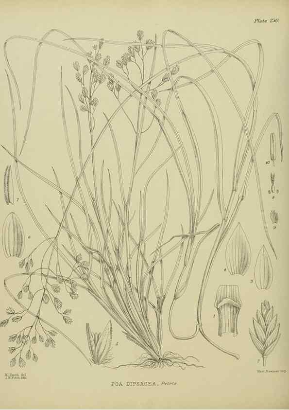 Reproducción/Reproduction 23652025030: Illustrations of the New Zealand flora /. Wellington :John Mackay, Govt. Printer,1914.