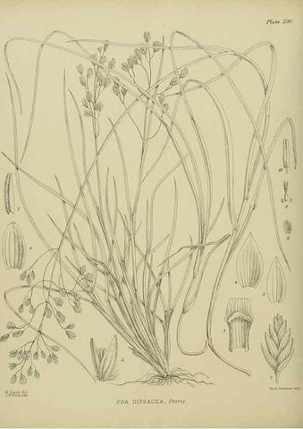 Reproducción/Reproduction 23652025030: Illustrations of the New Zealand flora /. Wellington :John Mackay, Govt. Printer,1914.