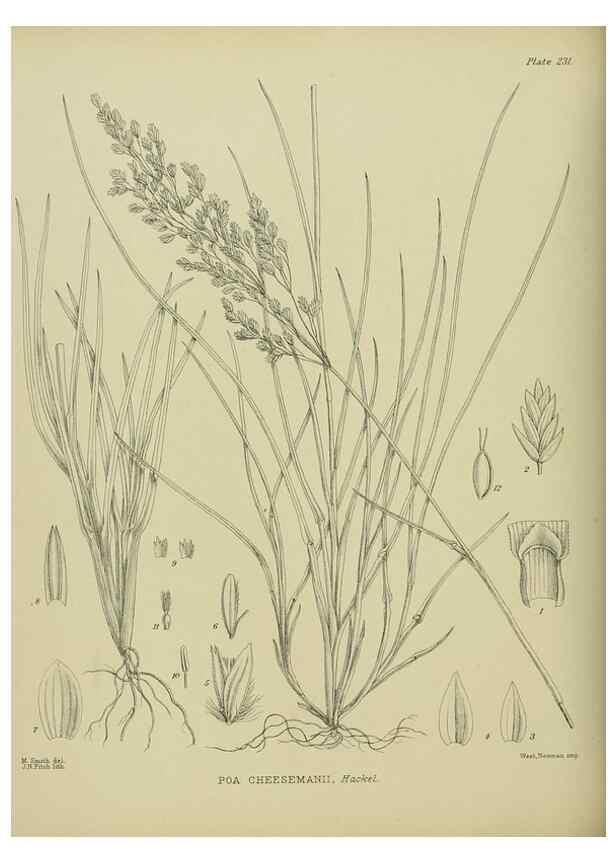 Reproducción/Reproduction 23865181801: Illustrations of the New Zealand flora /. Wellington :John Mackay, Govt. Printer,1914.