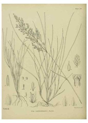 Reproducción/Reproduction 23865181801: Illustrations of the New Zealand flora /. Wellington :John Mackay, Govt. Printer,1914.