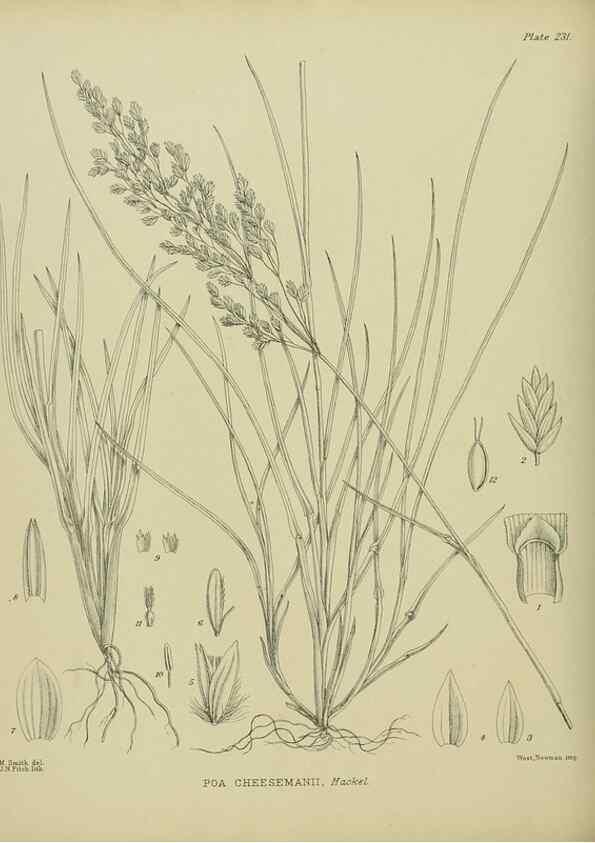 Reproducción/Reproduction 23865181801: Illustrations of the New Zealand flora /. Wellington :John Mackay, Govt. Printer,1914.