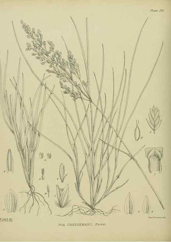 Reproducción/Reproduction 23865181801: Illustrations of the New Zealand flora /. Wellington :John Mackay, Govt. Printer,1914.