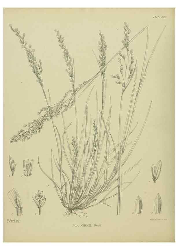 Reproducción/Reproduction 23865184461: Illustrations of the New Zealand flora /. Wellington :John Mackay, Govt. Printer,1914.