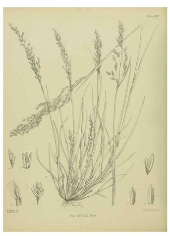 Reproducción/Reproduction 23865184461: Illustrations of the New Zealand flora /. Wellington :John Mackay, Govt. Printer,1914.