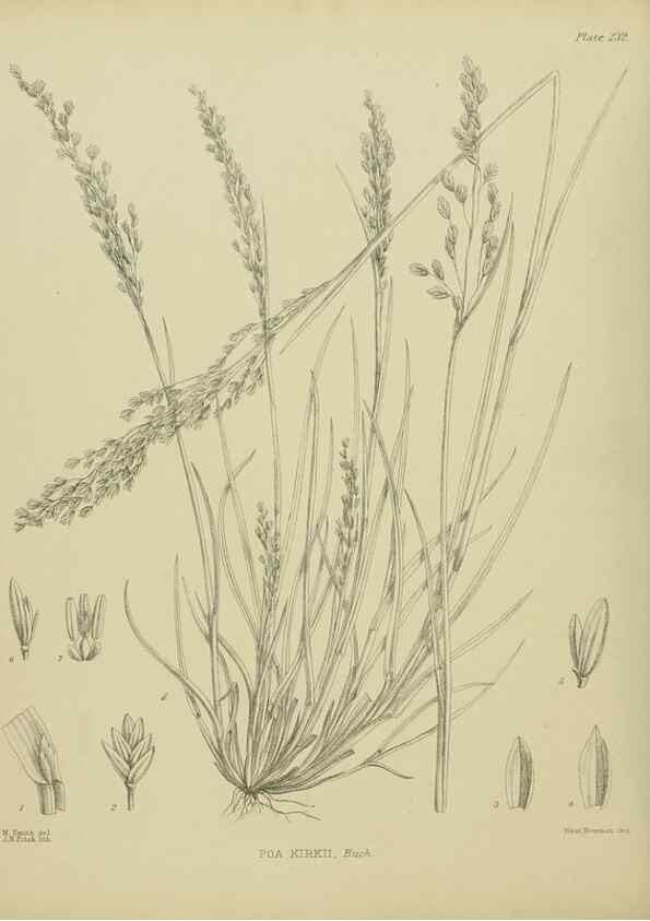 Reproducción/Reproduction 23865184461: Illustrations of the New Zealand flora /. Wellington :John Mackay, Govt. Printer,1914.
