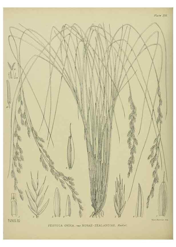 Reproducción/Reproduction 23839435982: Illustrations of the New Zealand flora /. Wellington :John Mackay, Govt. Printer,1914.