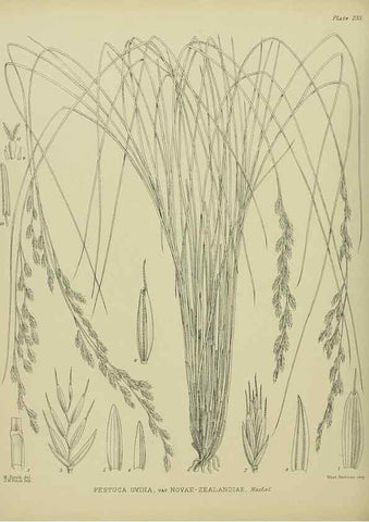 Reproducción/Reproduction 23839435982: Illustrations of the New Zealand flora /. Wellington :John Mackay, Govt. Printer,1914.