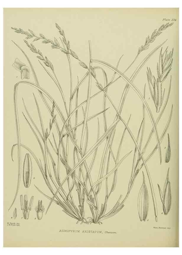 Reproducción/Reproduction 23319467384: Illustrations of the New Zealand flora /. Wellington :John Mackay, Govt. Printer,1914.