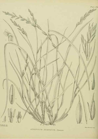 Reproducción/Reproduction 23319467384: Illustrations of the New Zealand flora /. Wellington :John Mackay, Govt. Printer,1914.