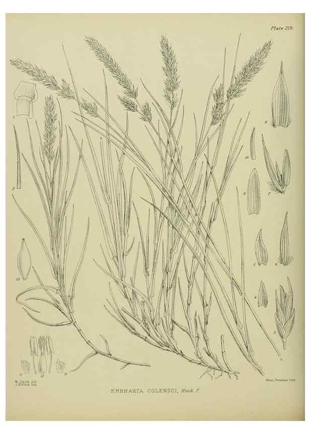 Reproducción/Reproduction 23319427474: Illustrations of the New Zealand flora /. Wellington :John Mackay, Govt. Printer,1914.