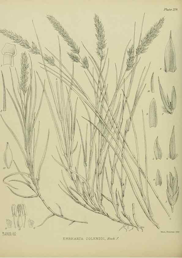 Reproducción/Reproduction 23319427474: Illustrations of the New Zealand flora /. Wellington :John Mackay, Govt. Printer,1914.