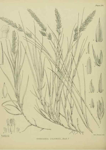 Reproducción/Reproduction 23319427474: Illustrations of the New Zealand flora /. Wellington :John Mackay, Govt. Printer,1914.
