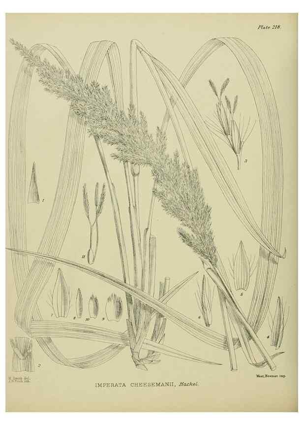 Reproducción/Reproduction 23320875173: Illustrations of the New Zealand flora /. Wellington :John Mackay, Govt. Printer,1914.