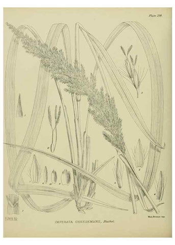 Reproducción/Reproduction 23320875173: Illustrations of the New Zealand flora /. Wellington :John Mackay, Govt. Printer,1914.