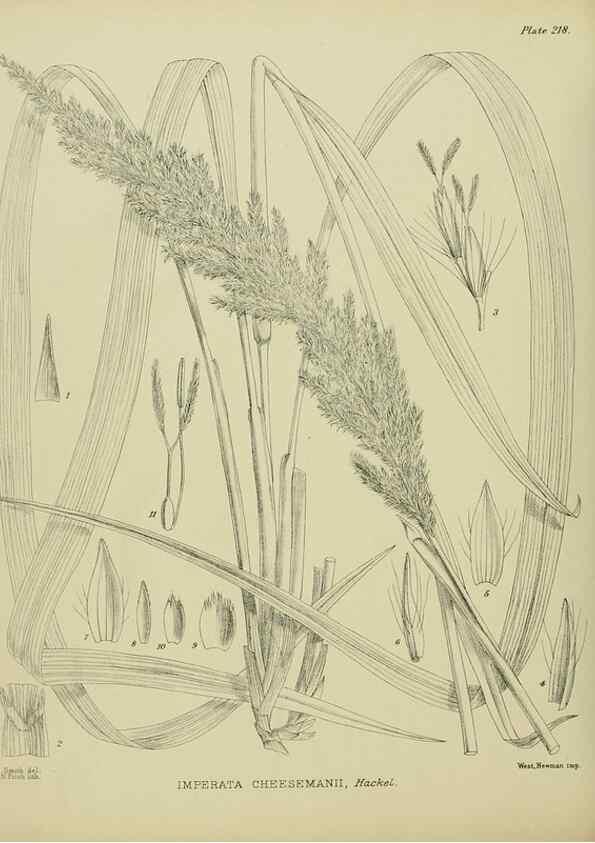 Reproducción/Reproduction 23320875173: Illustrations of the New Zealand flora /. Wellington :John Mackay, Govt. Printer,1914.