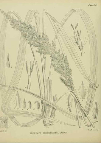 Reproducción/Reproduction 23320875173: Illustrations of the New Zealand flora /. Wellington :John Mackay, Govt. Printer,1914.