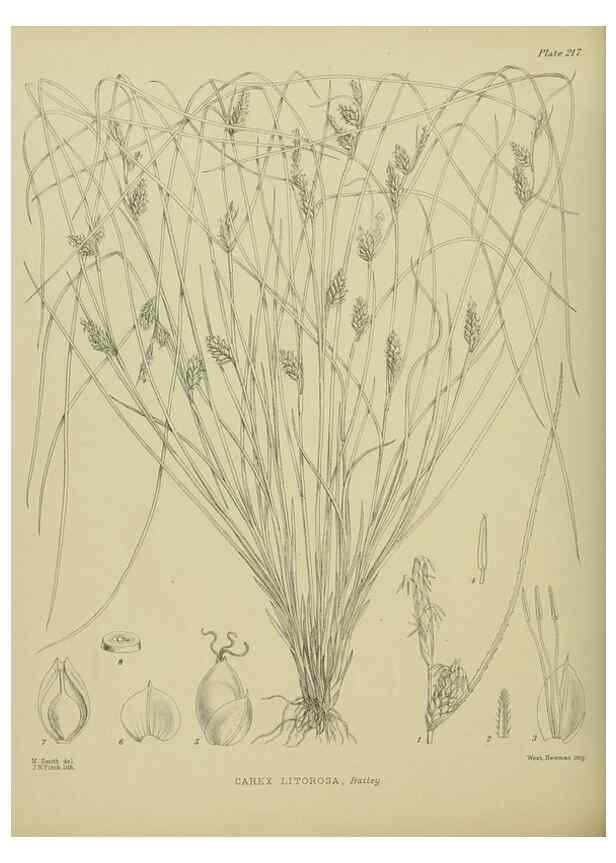 Reproducción/Reproduction 23320872383: Illustrations of the New Zealand flora /. Wellington :John Mackay, Govt. Printer,1914.