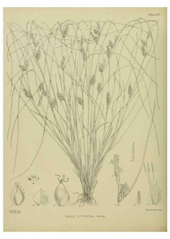 Reproducción/Reproduction 23320872383: Illustrations of the New Zealand flora /. Wellington :John Mackay, Govt. Printer,1914.