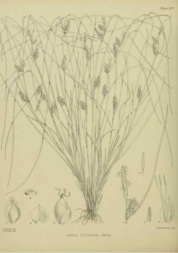Reproducción/Reproduction 23320872383: Illustrations of the New Zealand flora /. Wellington :John Mackay, Govt. Printer,1914.