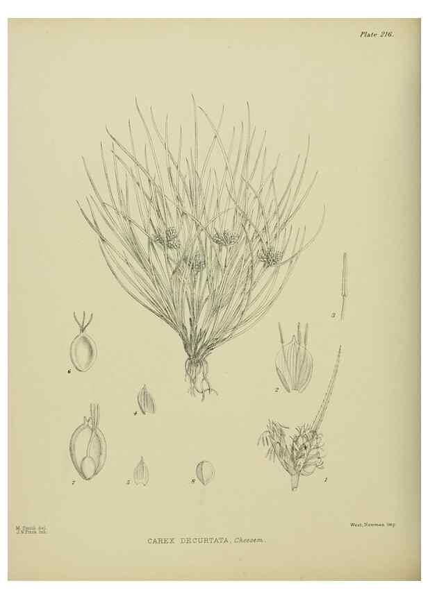 Reproducción/Reproduction 23947627615: Illustrations of the New Zealand flora /. Wellington :John Mackay, Govt. Printer,1914.