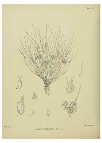 Reproducción/Reproduction 23947627615: Illustrations of the New Zealand flora /. Wellington :John Mackay, Govt. Printer,1914.
