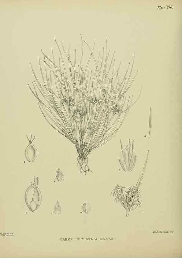 Reproducción/Reproduction 23947627615: Illustrations of the New Zealand flora /. Wellington :John Mackay, Govt. Printer,1914.