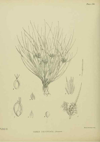Reproducción/Reproduction 23947627615: Illustrations of the New Zealand flora /. Wellington :John Mackay, Govt. Printer,1914.