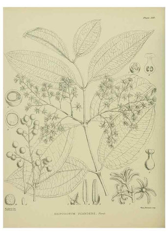 Reproducción/Reproduction 23579736359: Illustrations of the New Zealand flora /. Wellington :John Mackay, Govt. Printer,1914.