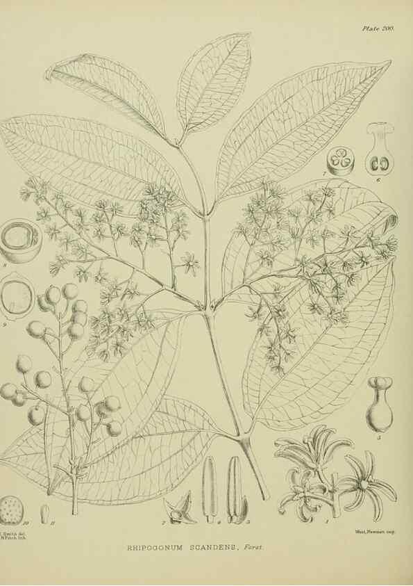 Reproducción/Reproduction 23579736359: Illustrations of the New Zealand flora /. Wellington :John Mackay, Govt. Printer,1914.