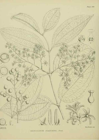 Reproducción/Reproduction 23579736359: Illustrations of the New Zealand flora /. Wellington :John Mackay, Govt. Printer,1914.